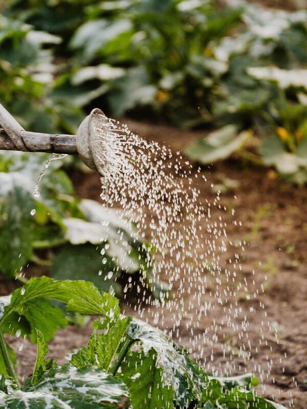 garden-photo garden-photo